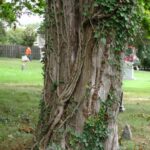 Trees & Ivy