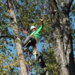 Tending the Trees